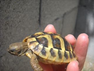 Identification de mes tortues Tortue19
