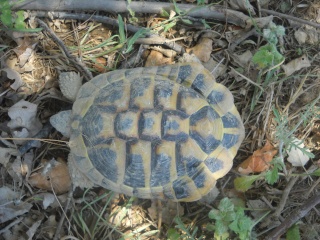 Identification de mes tortues Tortue20