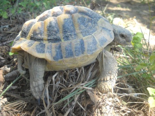 Identification de mes tortues Tortue24