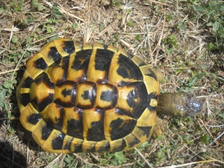 Identification de mes tortues Tortue25