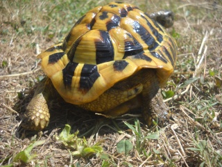 Identification de mes tortues Tortue26