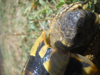 Identification de mes tortues Tortue27
