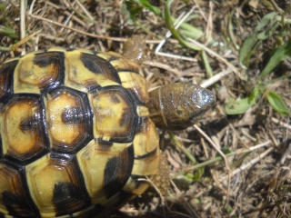 Identification de mes tortues Tortue28