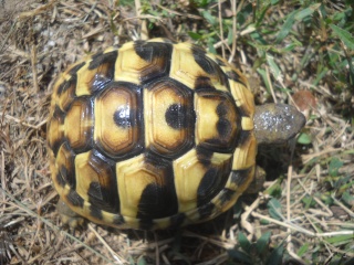 Identification de mes tortues Tortue31