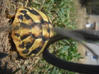 Identification de mes tortues Tortue32