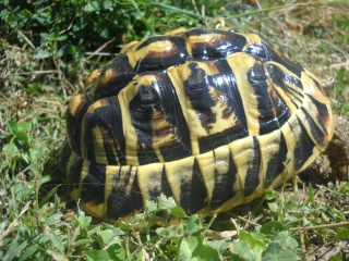 Identification de mes tortues Tortue35