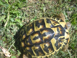 Identification de mes tortues Tortue36