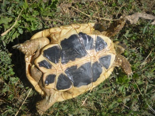 Identification de mes tortues Tortue37