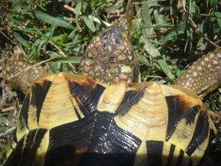 Identification de mes tortues Tortue38