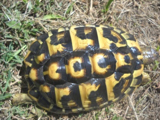 Identification de mes tortues Tortue40