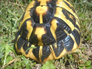 Identification de mes tortues Tortue41