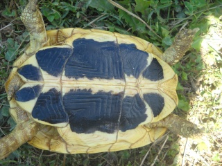 Identification de mes tortues Tortue42