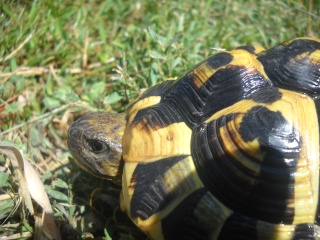 Identification de mes tortues Tortue43