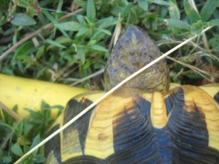Identification de mes tortues Tortue44