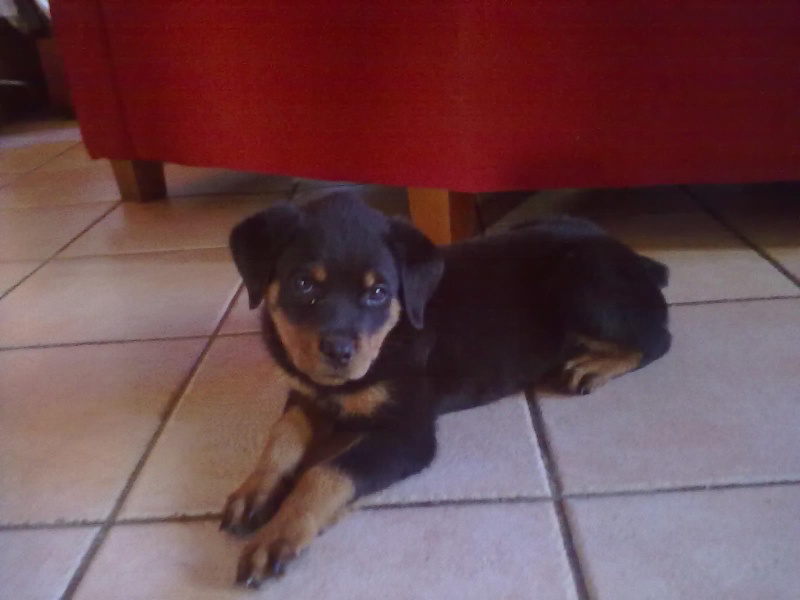 notre petite rott 13082010