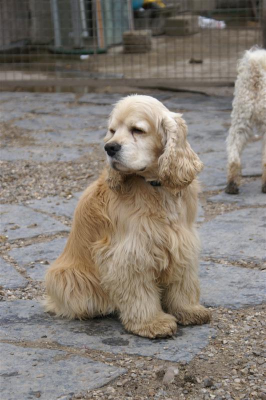 JACK - cocker americain 5 ans - Refuge de Filemon à Amiens (80) Pict0265