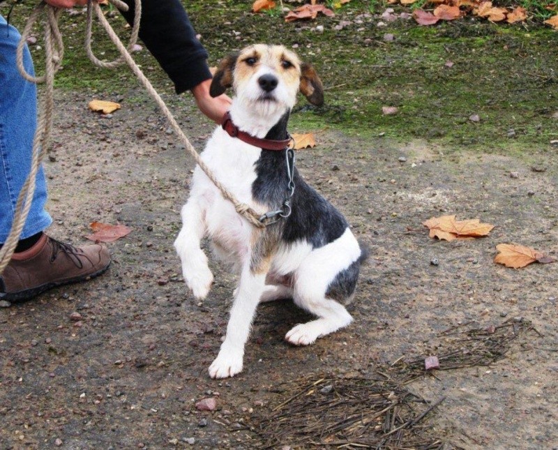 GRINGO fox terrier de 2 ans - Aunay sur Odon 14 00312