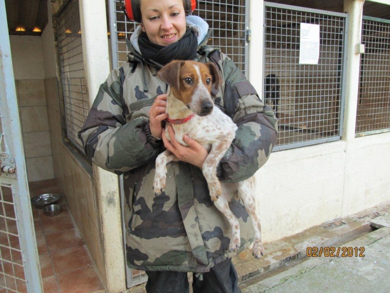 HENJEE femellle épagneul / fox 2 ans - Aunay sur Odon 14 00514