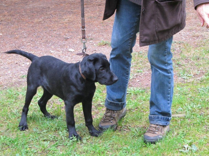 GOULU adorable bébé labrador 7 mois - aunay sur Odon 14 01111