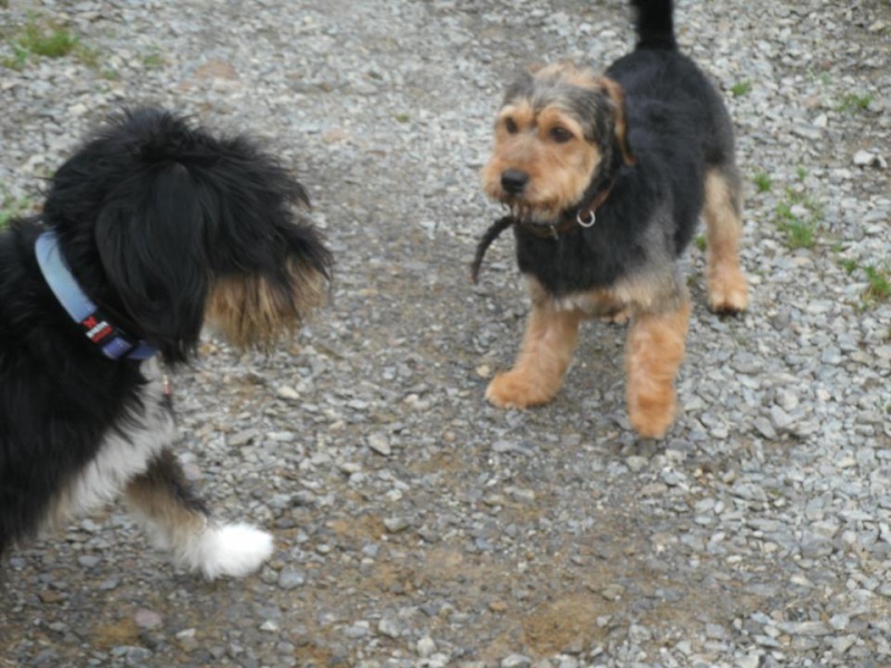 GREY petit croisé griffon noir et feu - aunay sur Odon 14 32155310