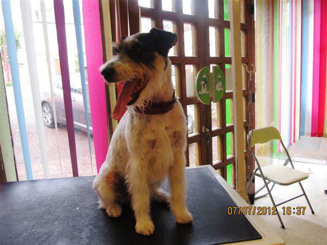 HAPPY femelle croisée fox terrier 1 an - Aunay sur Odon 14 39686410