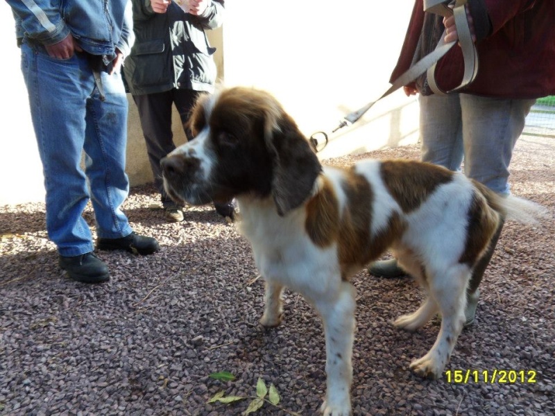 COCA mâle springer spaniel 5 ans - Aunay sur Odon 14 55006810