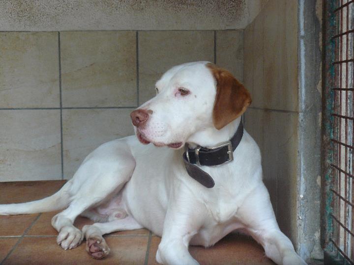 Urgent - ALI - x labrador blanc 7 ans (4 ans de refuge) Refuge d'Aunay s/odon (14) Ali10