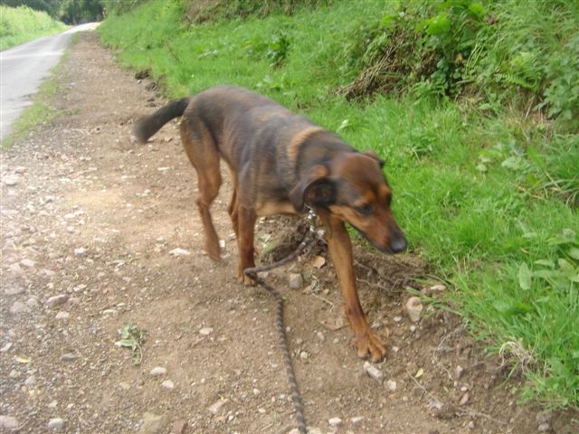 NOISETTE adorable x berger de 4 ans - Aunay sur Odon 14 Dsc02711