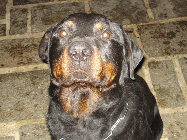 SOS pour KAISER Rottweiller de 4 ans - Eure 27 Dsc05310