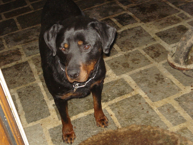 SOS pour KAISER Rottweiller de 4 ans - Eure 27 Dsc05311