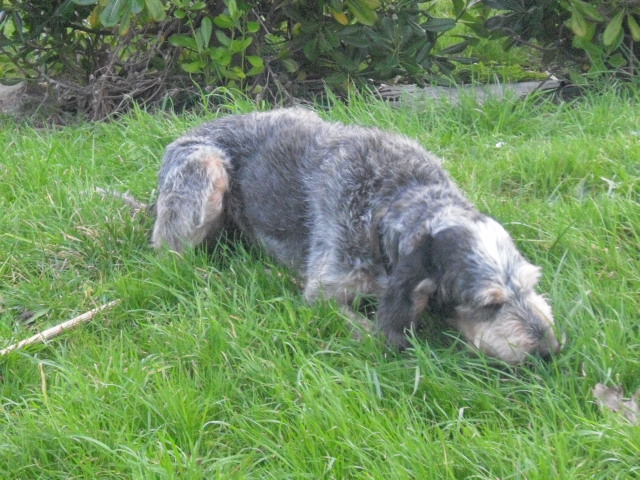 EDEN - x basset/griffon 6 ans - Refuge Aunay sur Odon (14) Eden_d19