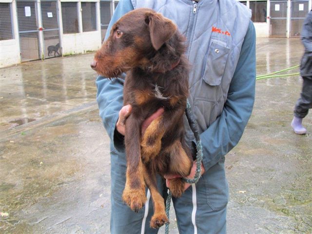 GIFT Croisé Jagd Terrier 3 ans - Aunay sur Odon 14 Gift_210