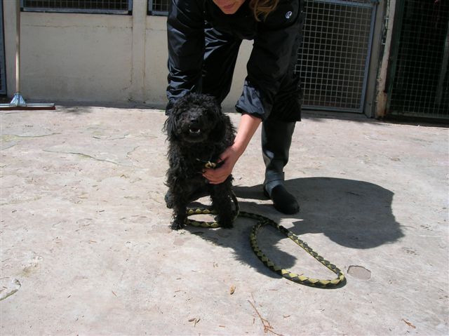 GORKA petite caniche de 1 an - Aunay sur Odon 14 Gorka310