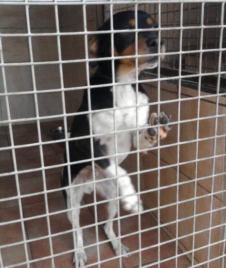 GHOST croisé beagle de 1 an - Aunay sur Odon 14 Gosth-10