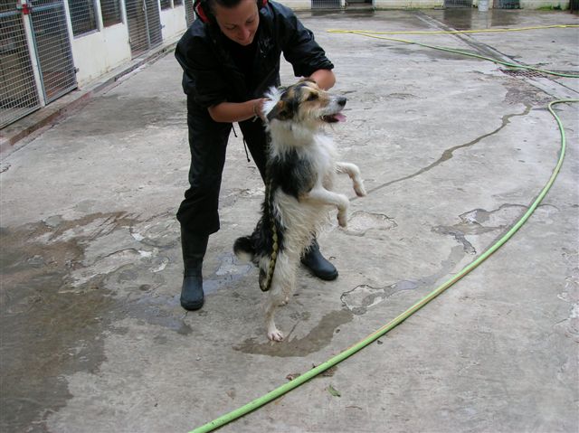 GRINGO fox terrier de 2 ans - Aunay sur Odon 14 Gringo10