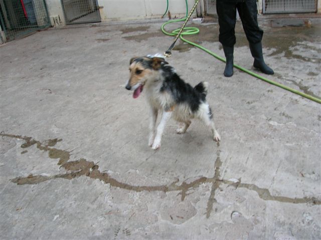 GRINGO fox terrier de 2 ans - Aunay sur Odon 14 Gringo11