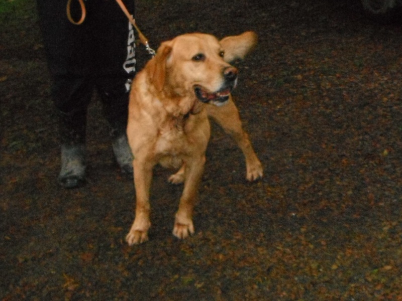 HAMIGO croisé labrador sable 7 ans - Aunay sur Odon 14 Hamigo10