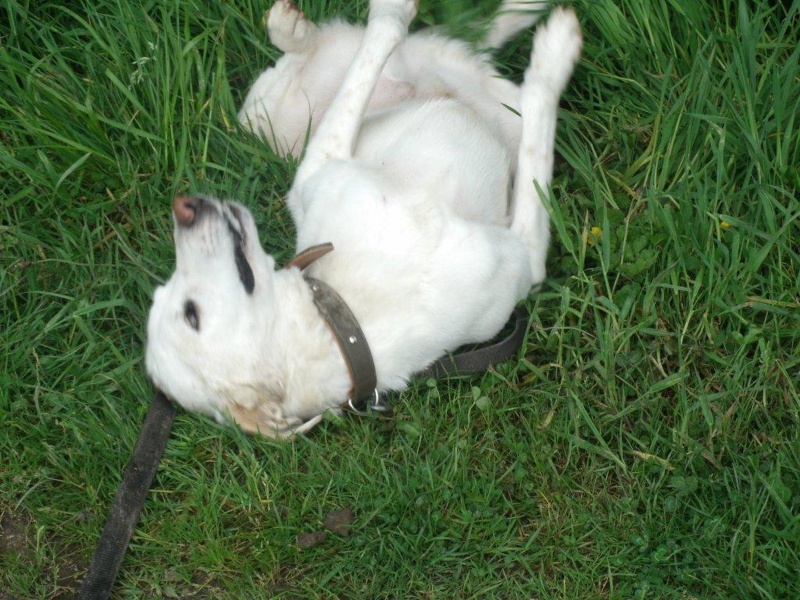 HILGER croisé berger blanc suisse de 9 ans - Aunay sur odo Hilger12