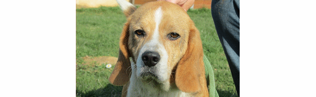 Grosse URGENCE pour LOLA femelle beagle de 7 ans - Verson 14 Image_10