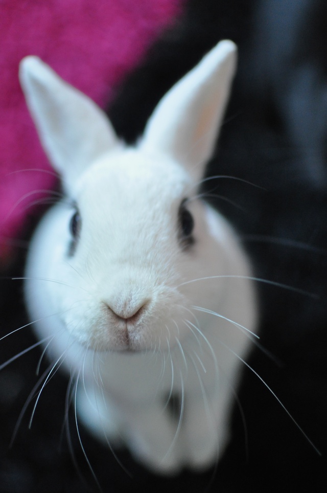 [Adoptés]Cachou & Luciole - Couple de lapins nains stérilisés [Ani-nounou] Dsc_2728