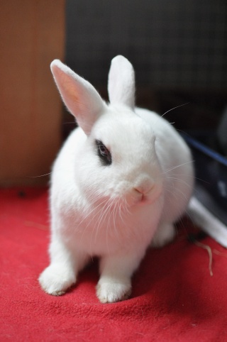 [Adoptés]Cachou & Luciole - Couple de lapins nains stérilisés [Ani-nounou] Dsc_2821