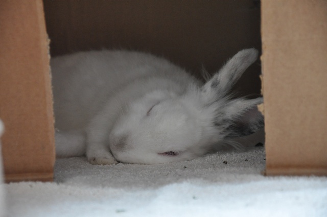 Comment dorment vos lapins? Photos à l'appui :) - Page 21 Dsc_8911