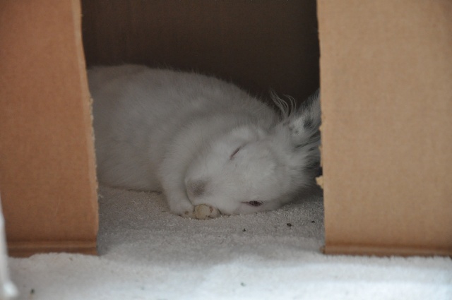Comment dorment vos lapins? Photos à l'appui :) - Page 21 Dsc_8912