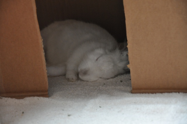 Comment dorment vos lapins? Photos à l'appui :) - Page 21 Dsc_8913