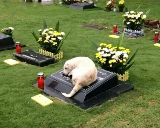 Those incredibly 'unreliable' DOGS............again! - Page 19 Grave10
