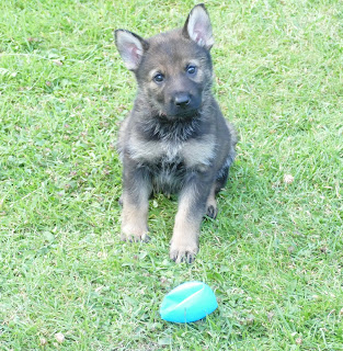 Devon & Cornwall Police Dogs (Puppy Development Program) Pic_5_10