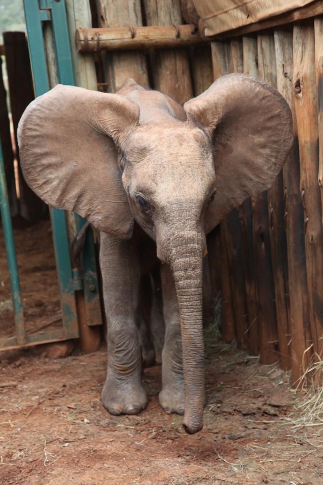 Kenya Daphne Sheldrick's Elephant Orphanage - Pagina 5 32731310