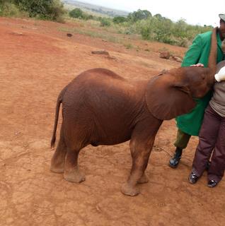 Kenya Daphne Sheldrick's Elephant Orphanage - Pagina 7 33784812