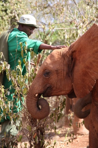 Kenya Daphne Sheldrick's Elephant Orphanage - Pagina 7 42351410