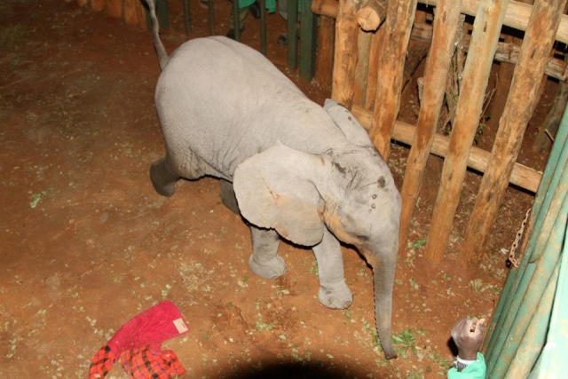 Kenya Daphne Sheldrick's Elephant Orphanage - Pagina 8 56204110